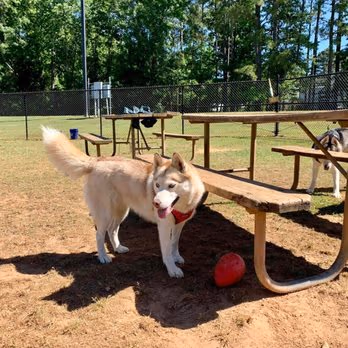 Barking Lot Dog Park photo 1